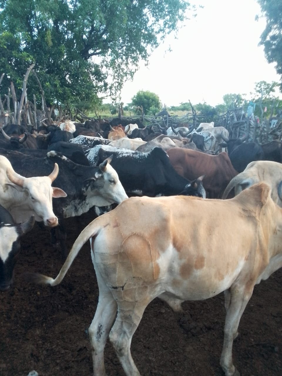 Dodoma Farm