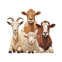 Small Qurbani Animal